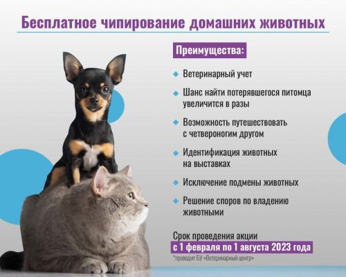 Жители Югры могут бесплатно чипировать своих домашних питомцев. Воспользоваться данной услугой могут все желающие по 1 августа.