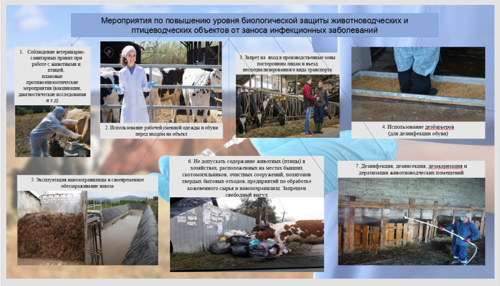 Информация о недопущении заноса инфекционных заболеваний животных.